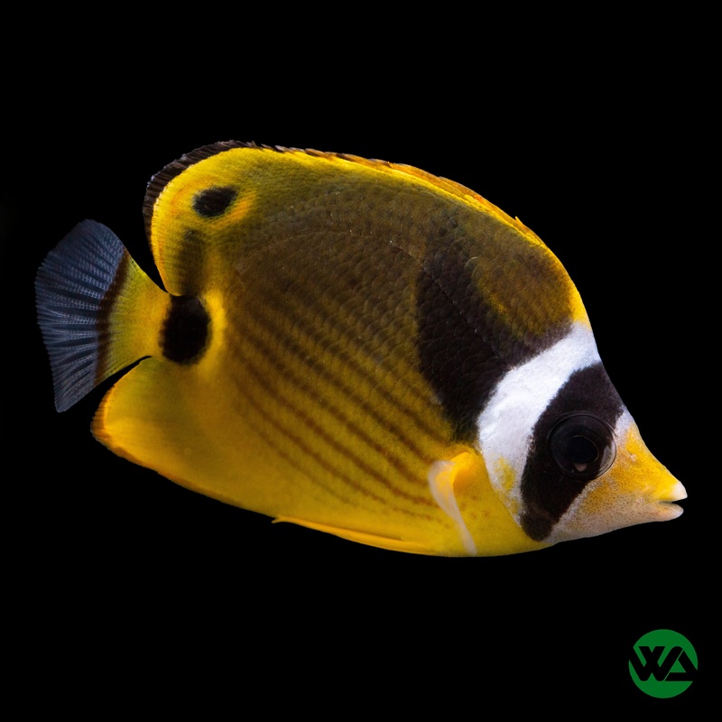 Raccoon Butterflyfish - Chaetodon lunula