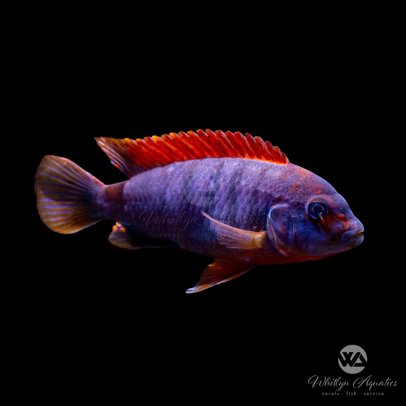 Red Top Hongi Cichlid - Labidochromis sp.