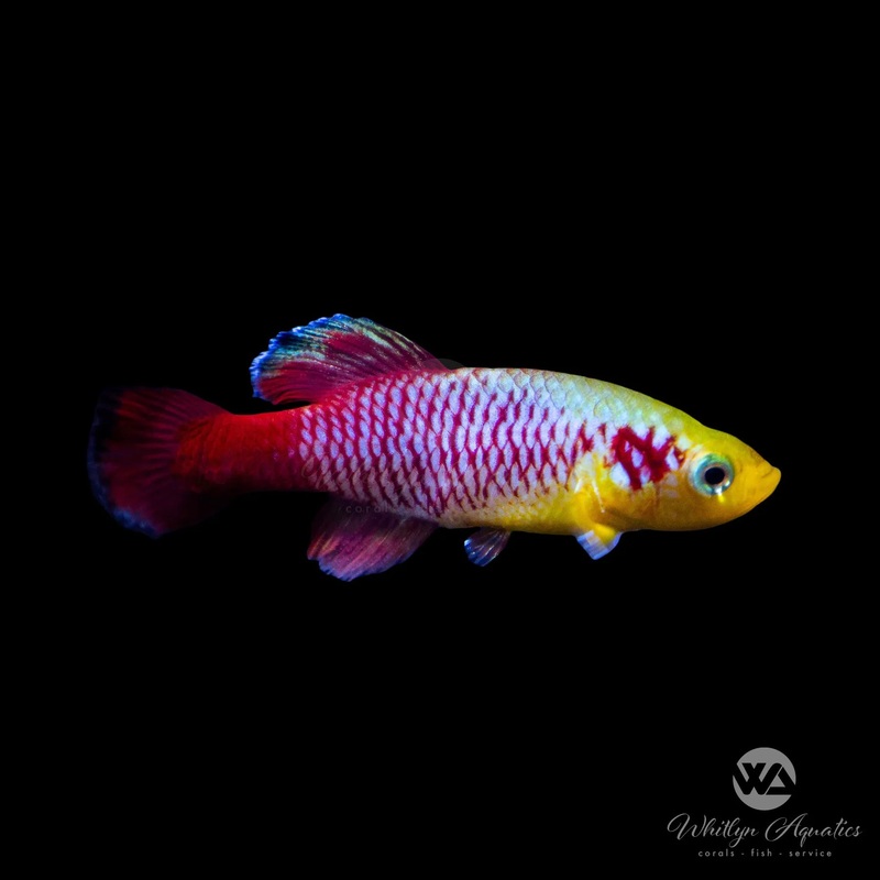 Redtail Notho Killifish - Nothobranchius guentheri