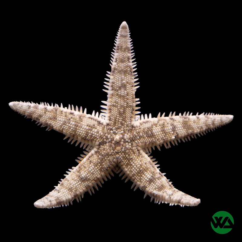 Sand Sifting Starfish - Astropecten polycanthus