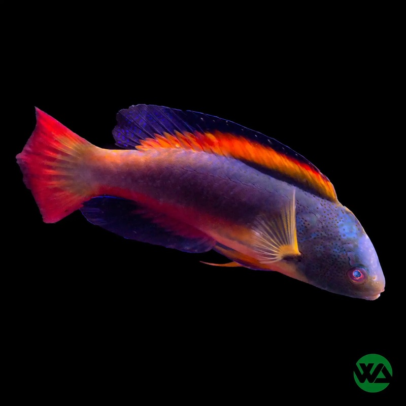 Scott's Fairy Wrasse - Cirrhilabrus scottorum