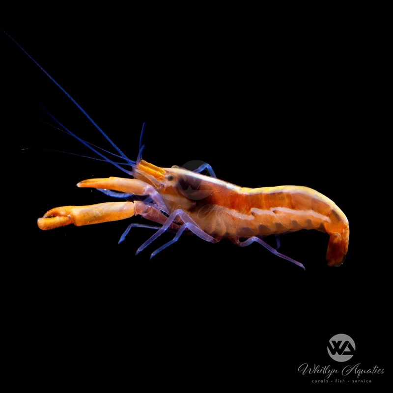 Snapping Pistol Shrimp - Alpheus sp