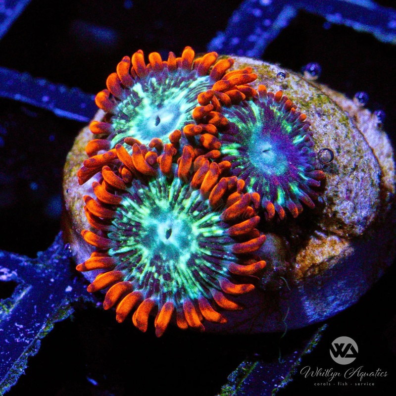 WA Double Dare Zoa - WYSIWYG