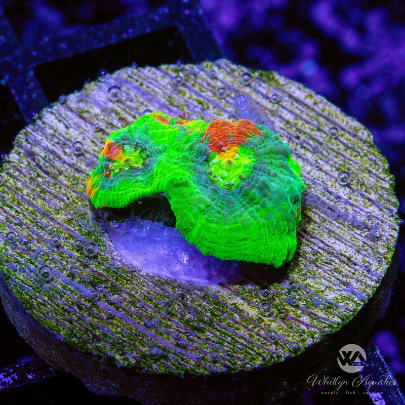 WA Mean Green Jellybean Chalice - WYSIWYG
