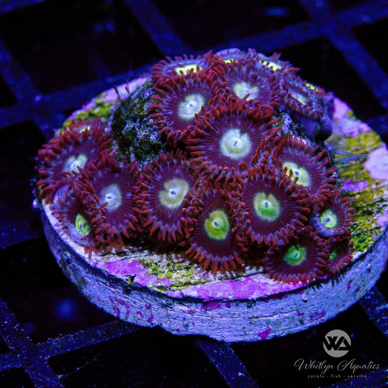 WA Pacman Zoa - WYSIWYG