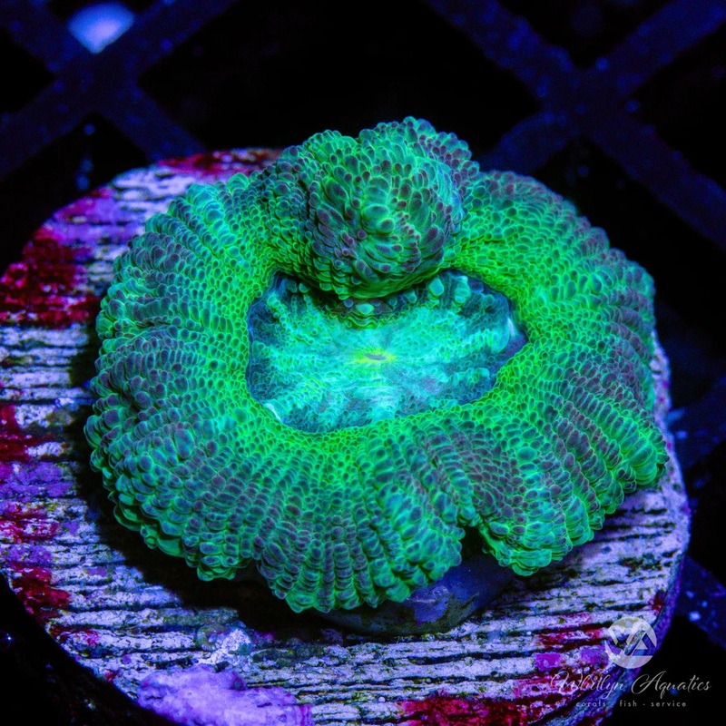 WA Palm Beach Asian Acan - WYSIWYG