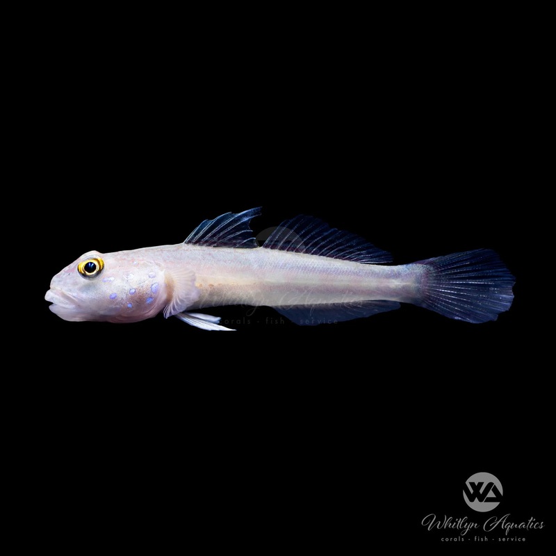 White Sleeper Goby - Valenciennea sexguttata