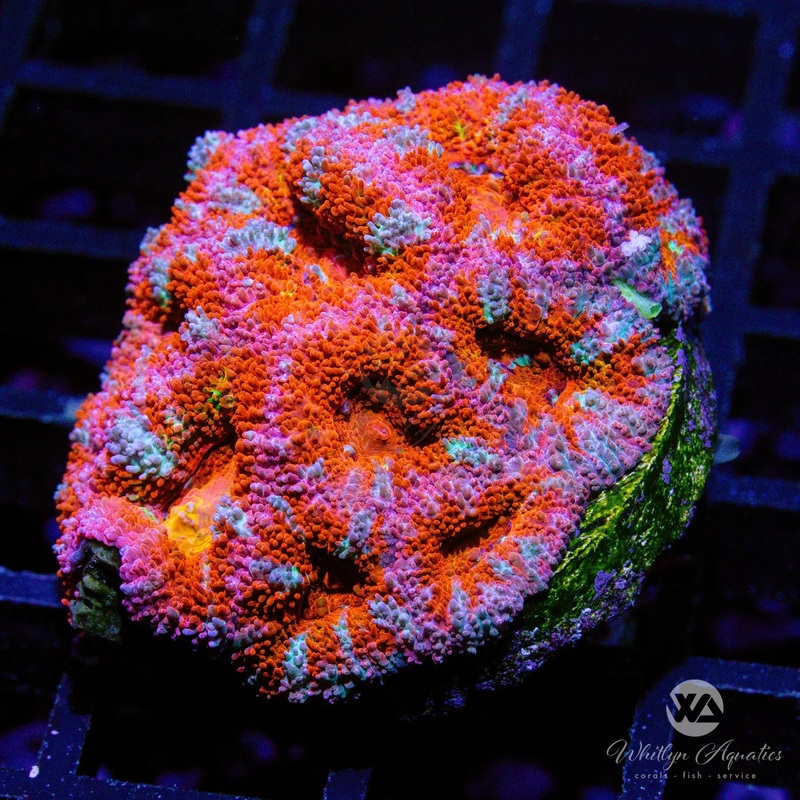 A16 - WA Starburst Acan - WYSIWYG