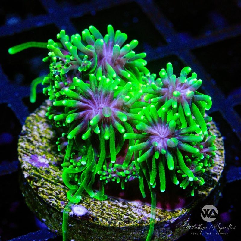 A17 - Green Galaxea - WYSIWYG