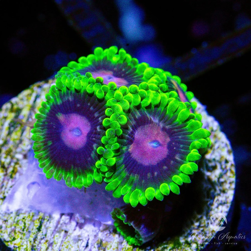 A18 - Scarlet Fever Zoa - WYSIWYG