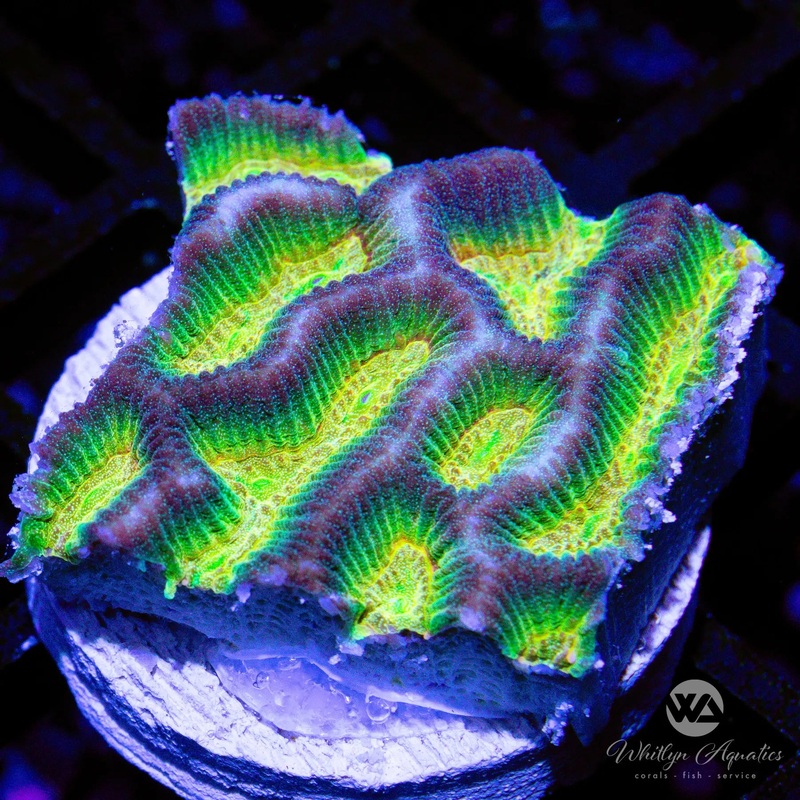 A20 - [NEW RELEASE!] WA Oilslick Platygyra - WYSIWYG