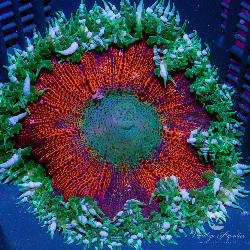 A21 - Rock Flower Anemone - WYSIWYG