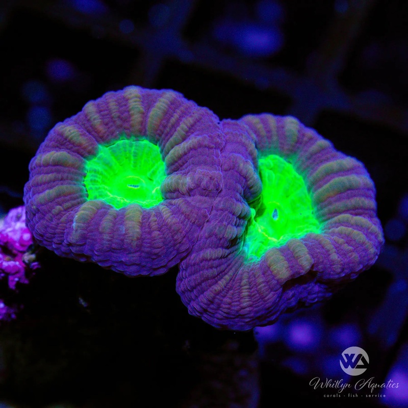 A22 - Purple & Green Trumpet - WYSIWYG