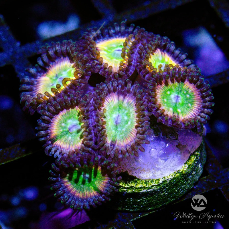 A24 - Rainbow Infusion Zoa - WYSIWYG