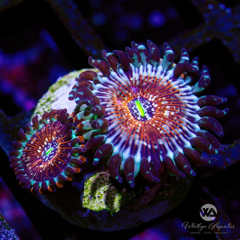 A25 - WA Red Zombie Zoa - WYSIWYG