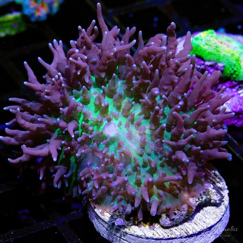 A27 - St. Thomas Mushroom - WYSIWYG