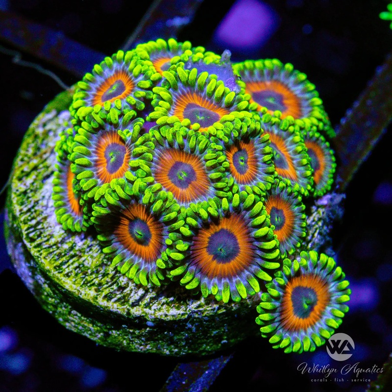 A28 - Eagle Eye Zoa - WYSIWYG