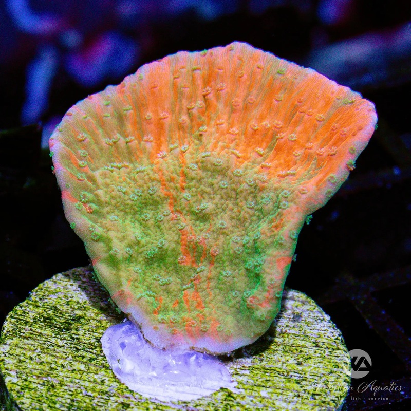 A30 - WA Pumpkin Splice Monti Cap - WYSIWYG