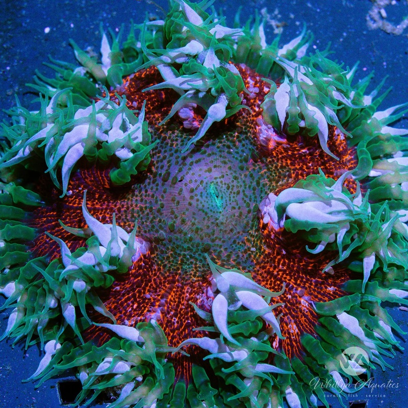 A31 - Rock Flower Anemone - WYSIWYG