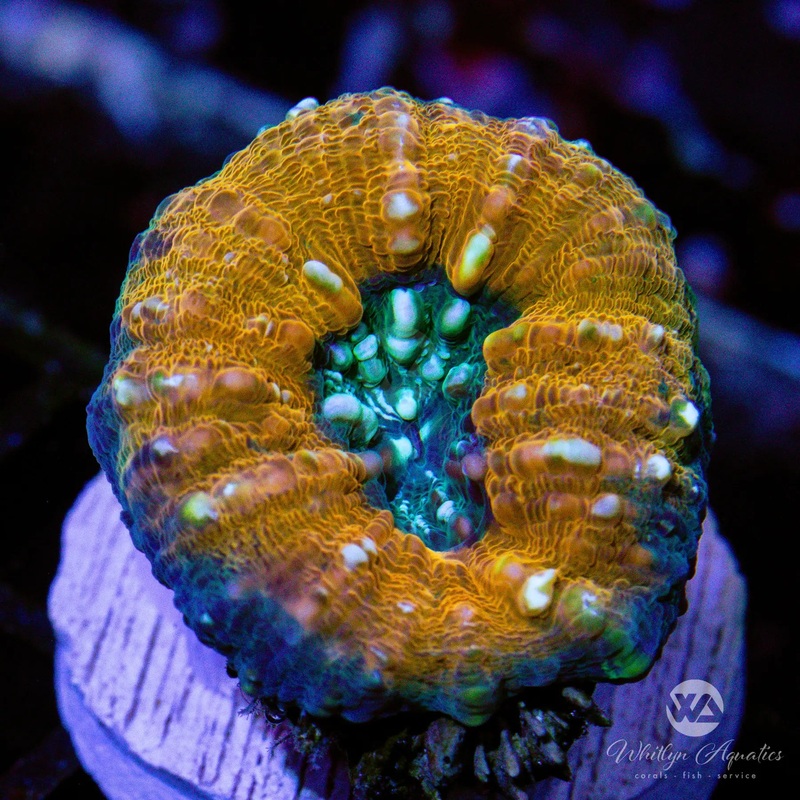 A36 - Orange Lobo - WYSIWYG