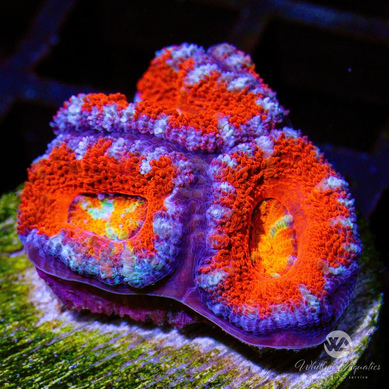 A37 - WA Mixed Berries Acan - WYSIWYG
