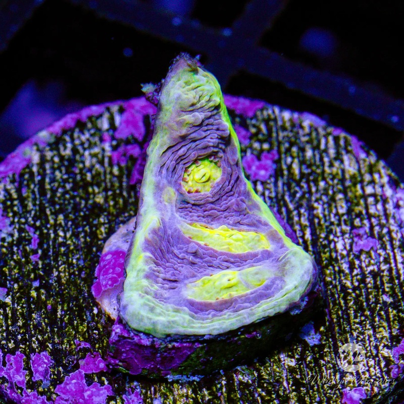A38 - WA Easter Egg Chalice - WYSIWYG