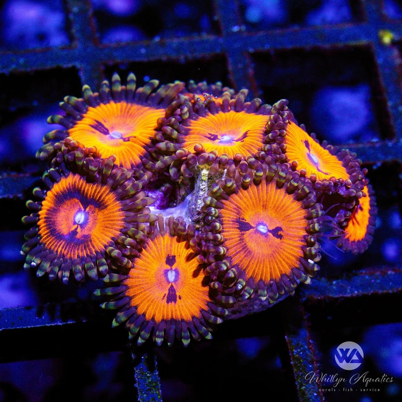 A39 - Bloodsucker Zoa - WYSIWYG