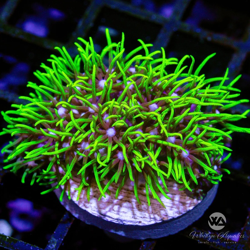 A40 - Green Star Polyps - WYSIWYG