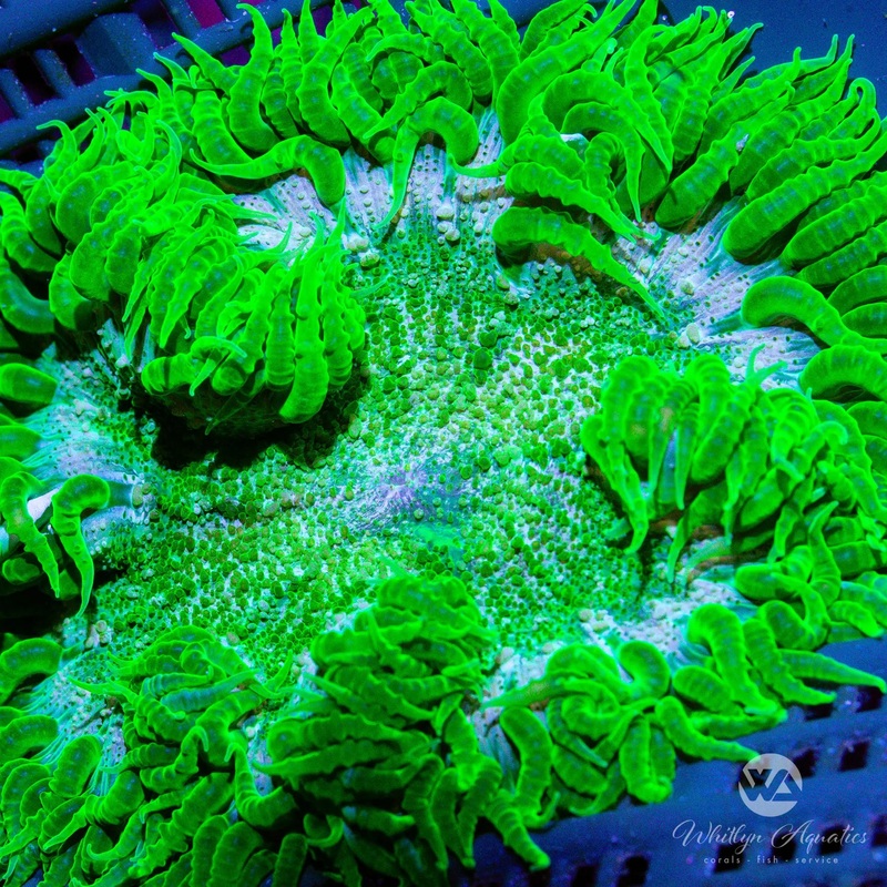 A41 - XL Rock Flower Anemone - WYSIWYG