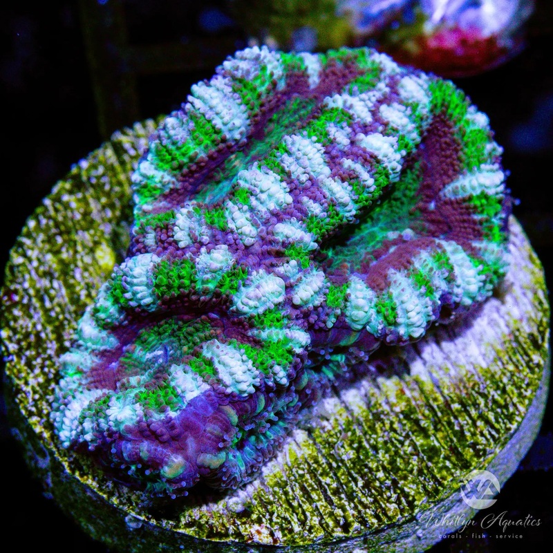 A42 - WA Jester Acan - WYSIWYG