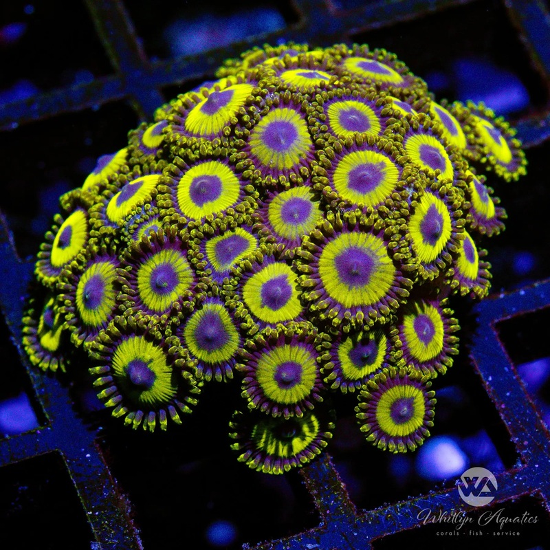 A43 - LA Lakers Zoa Mini Colony - WYSIWYG
