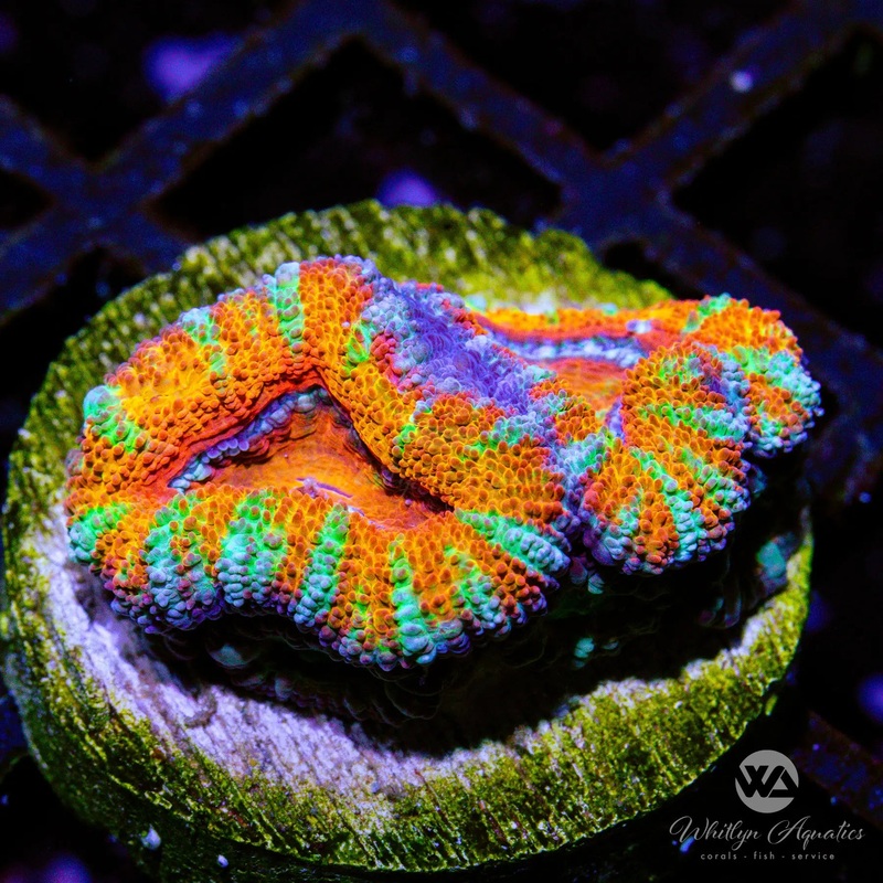 A45 - WA Raichu Acan - WYSIWYG