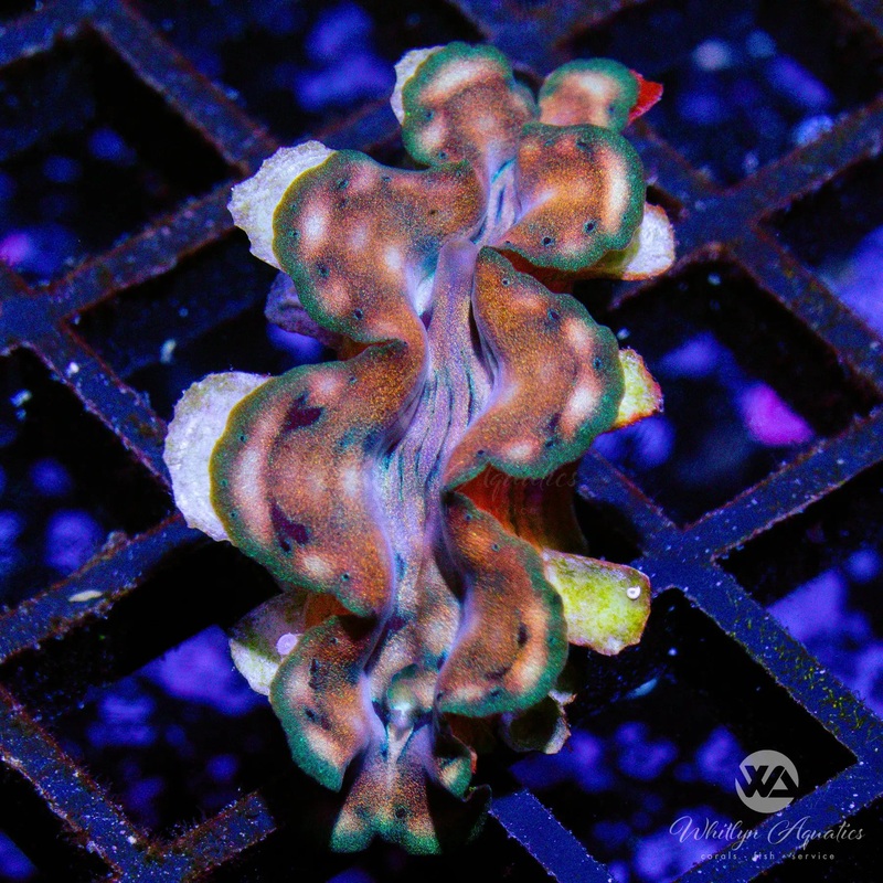A46 - Squamosa Clam (~1") - WYSIWYG