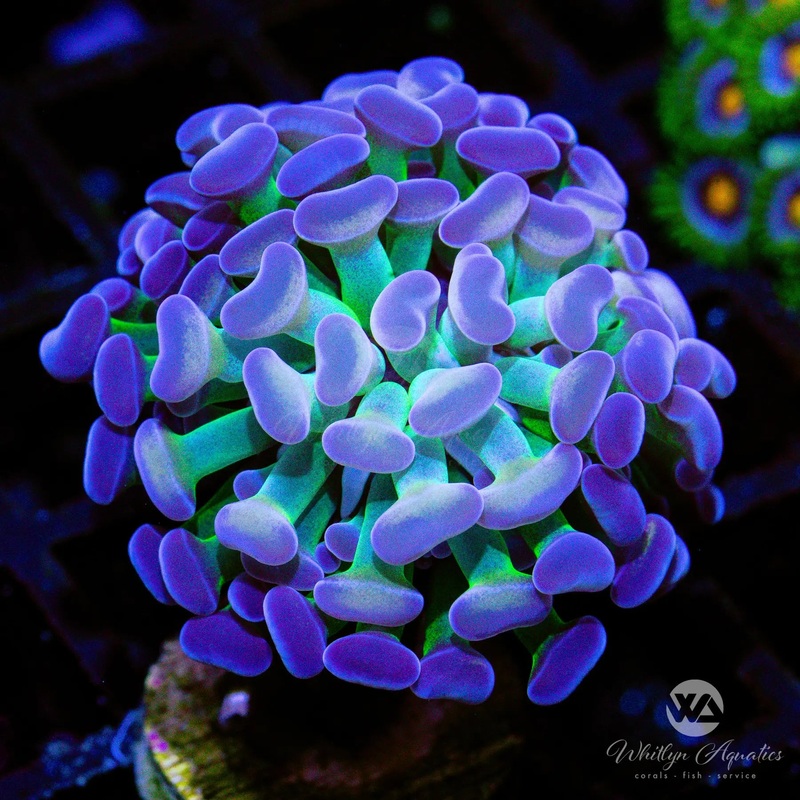A47 - [NEW RELEASE!] WA Frostbite Branching Hammer - WYSIWYG