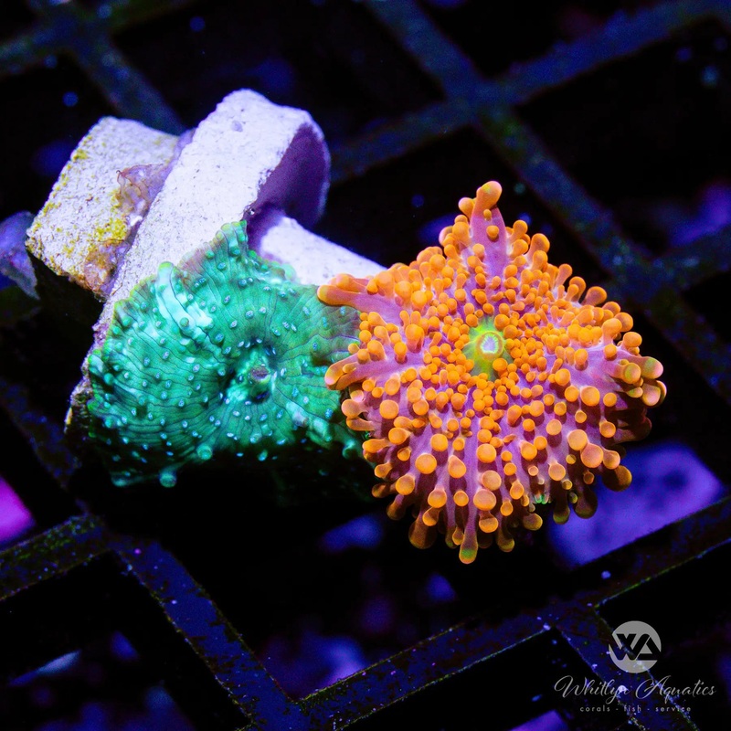 A49 - Mushroom Combo - WYSIWYG