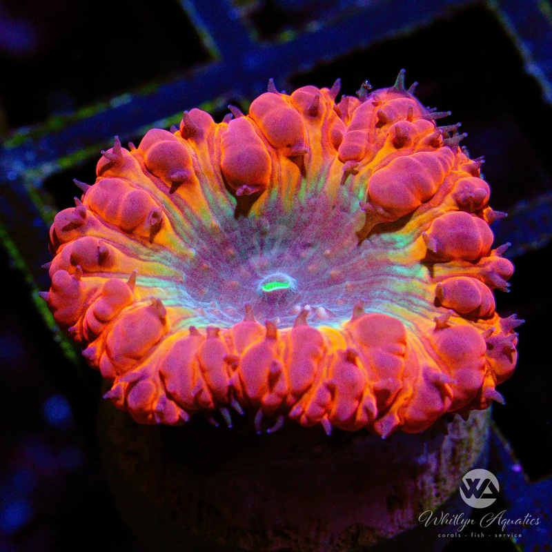 A50 - [NEW RELEASE!] WA Rainbow Melt Blasto - WYSIWYG