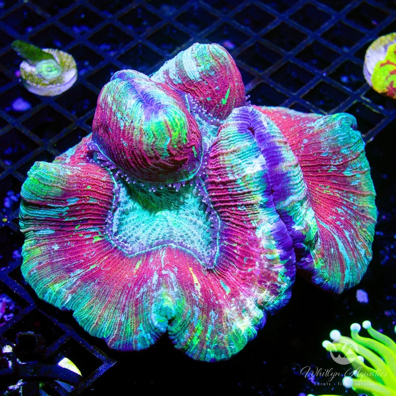 A52 - Trachy Brain (~5") - WYSIWYG