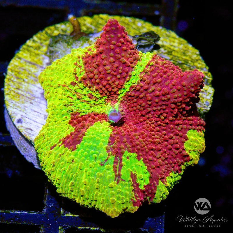 A54 - We Be Jammin' Eclectus Mushroom - WYSIWYG