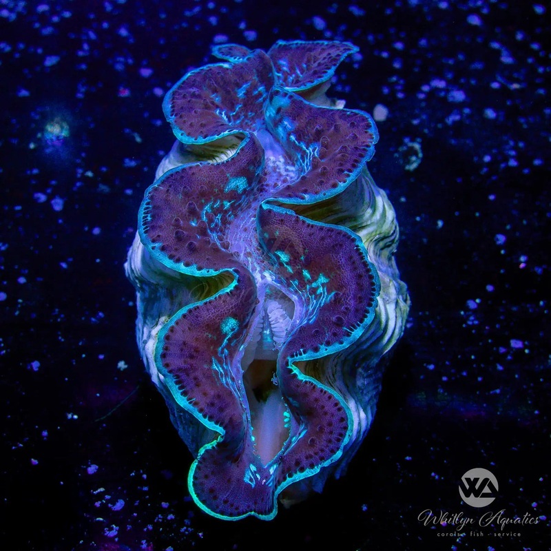 A55 - Blue Maxima Clam (~5") - WYSIWYG