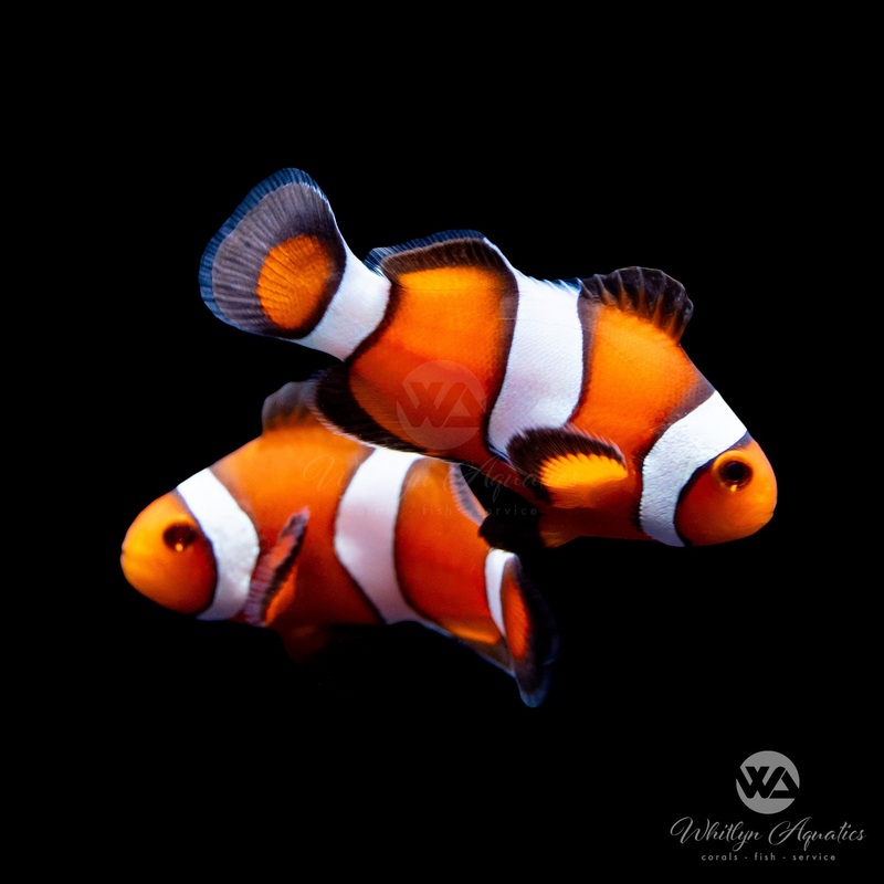 A56 - Ocellaris Clownfish Pair - WYSIWYG