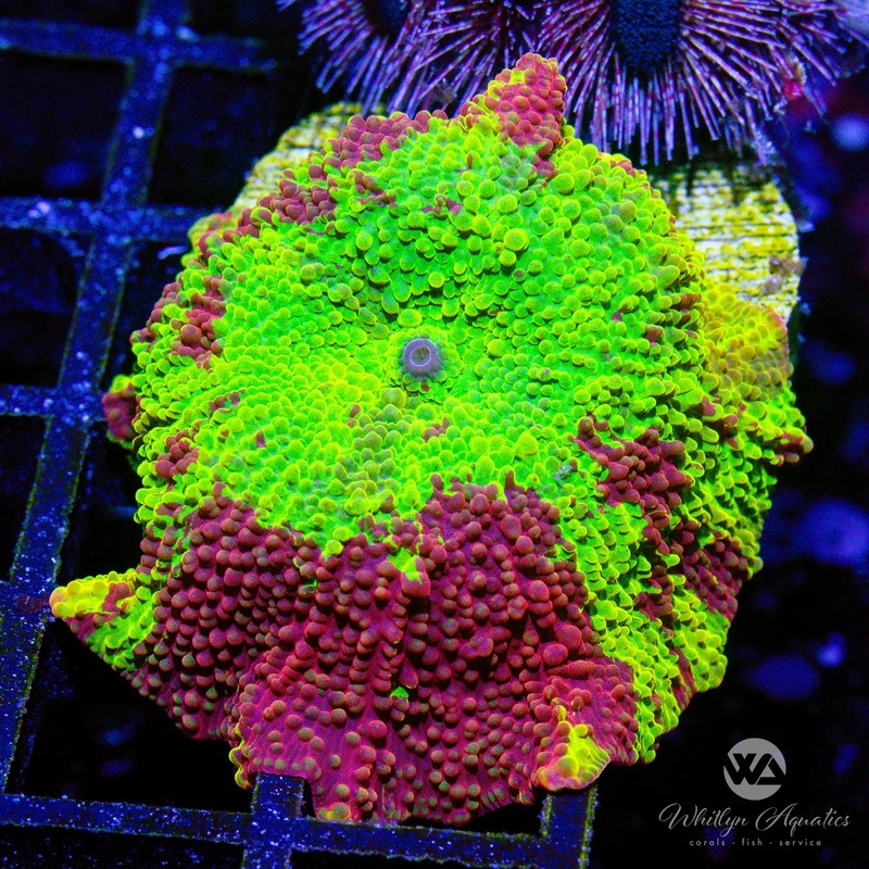 A57 - We Be Jammin' Eclectus (~1.75") - WYSIWYG