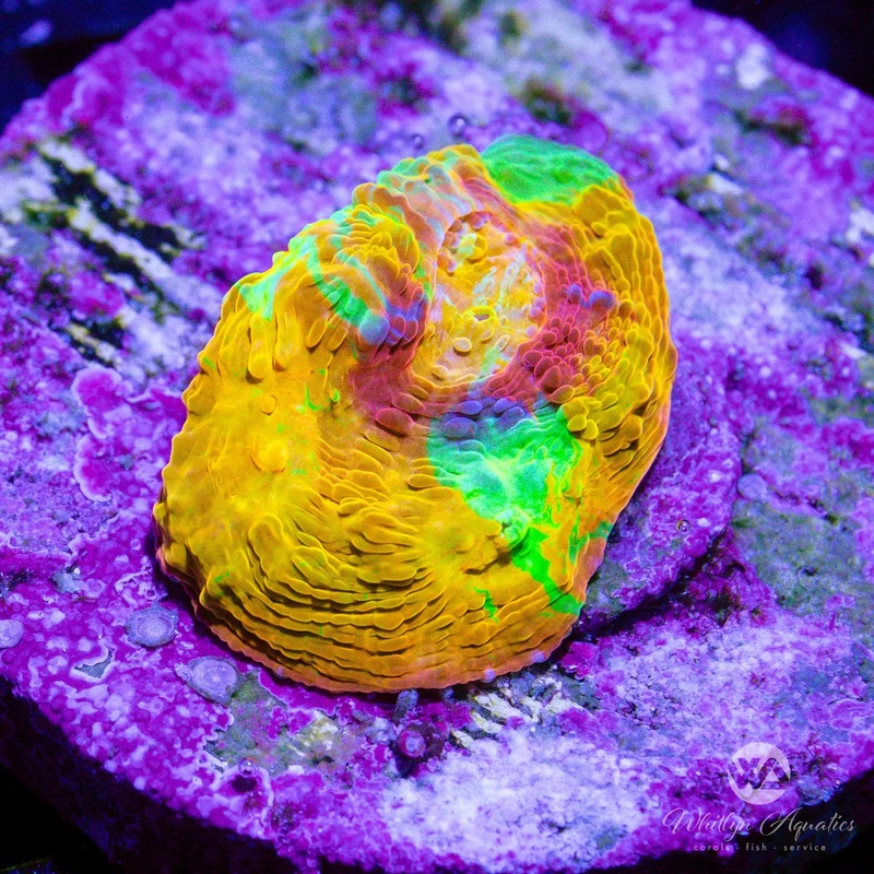 A58 - WA Tangerine Jellybean Chalice - WYSIWYG