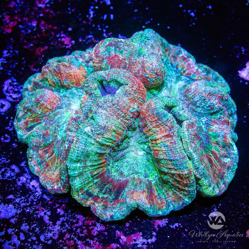 A60 - Ultra Rainbow Trachy (~5") - WYSIWYG