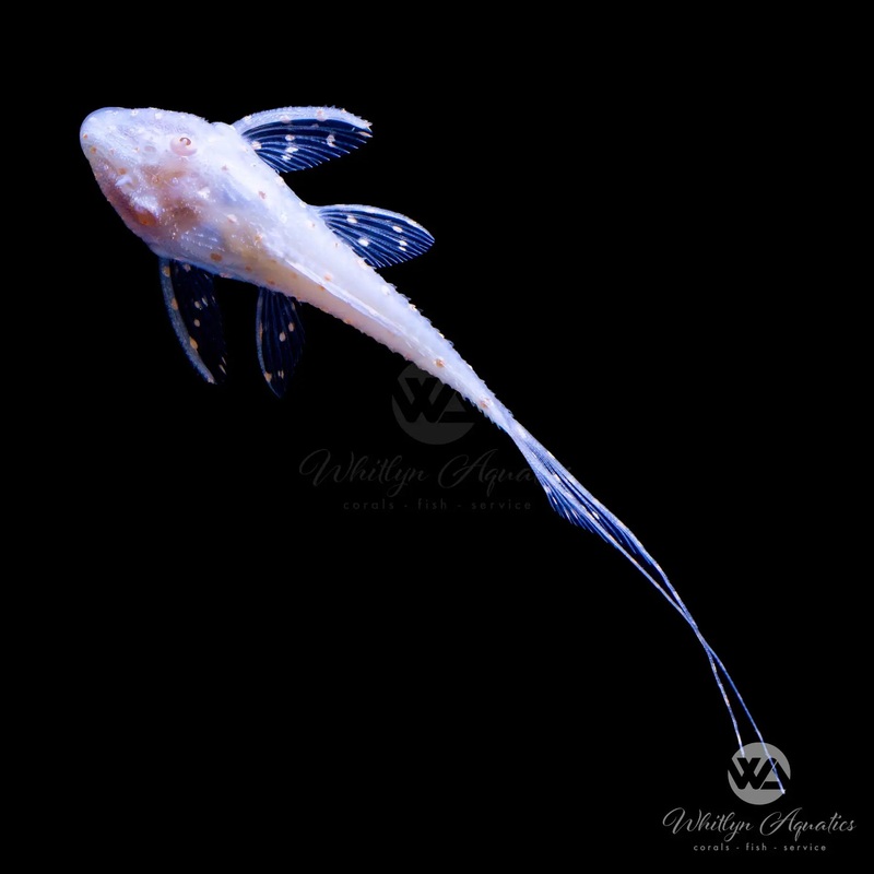 Albino L155 Polkadot Lyretail Pleco - Acanthicus adonis