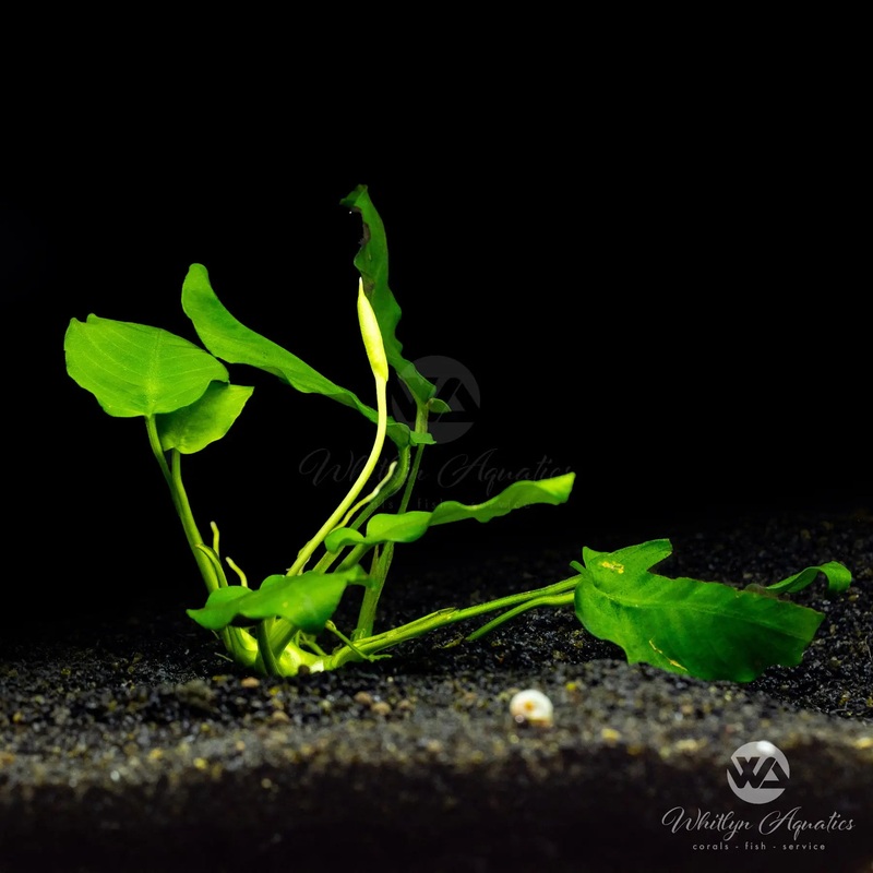 Anubias barteri butterfly