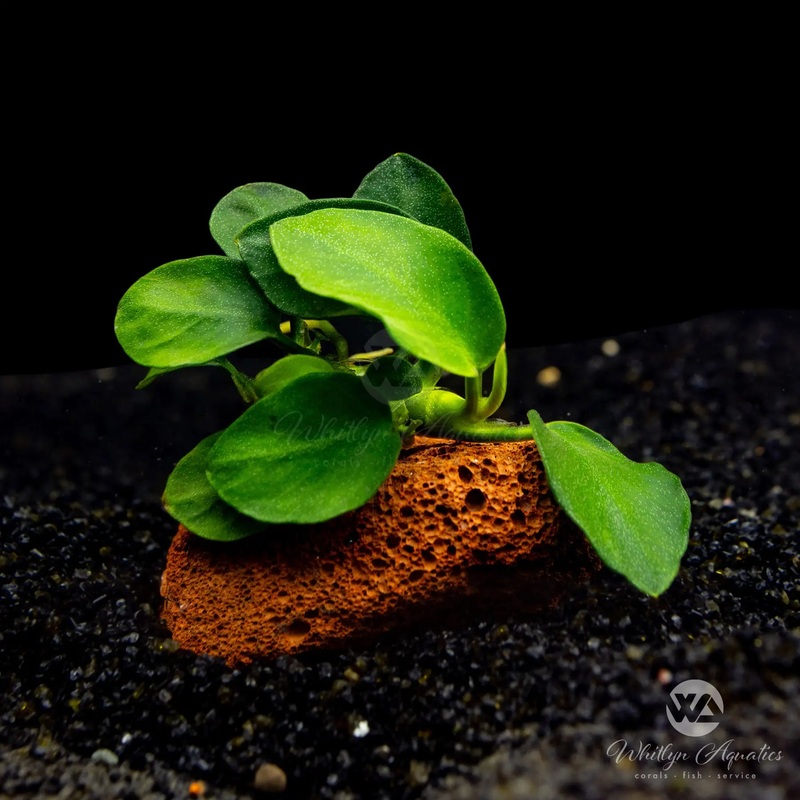 Anubias barteri petite round on lava rock