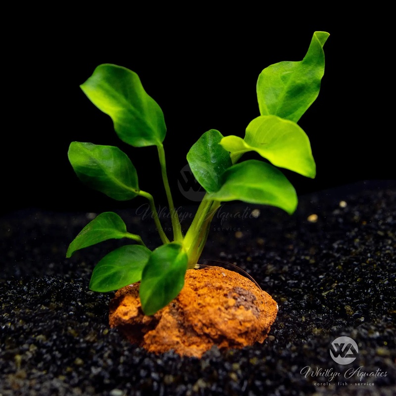 Anubias barteri var glabra minima