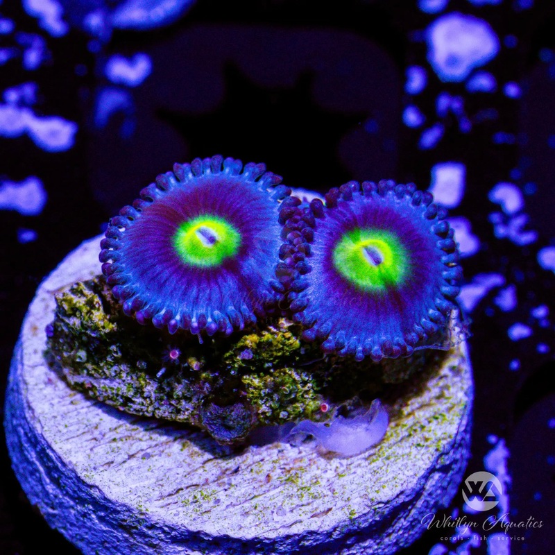 AOI Zoanthid (Aquacultured)
