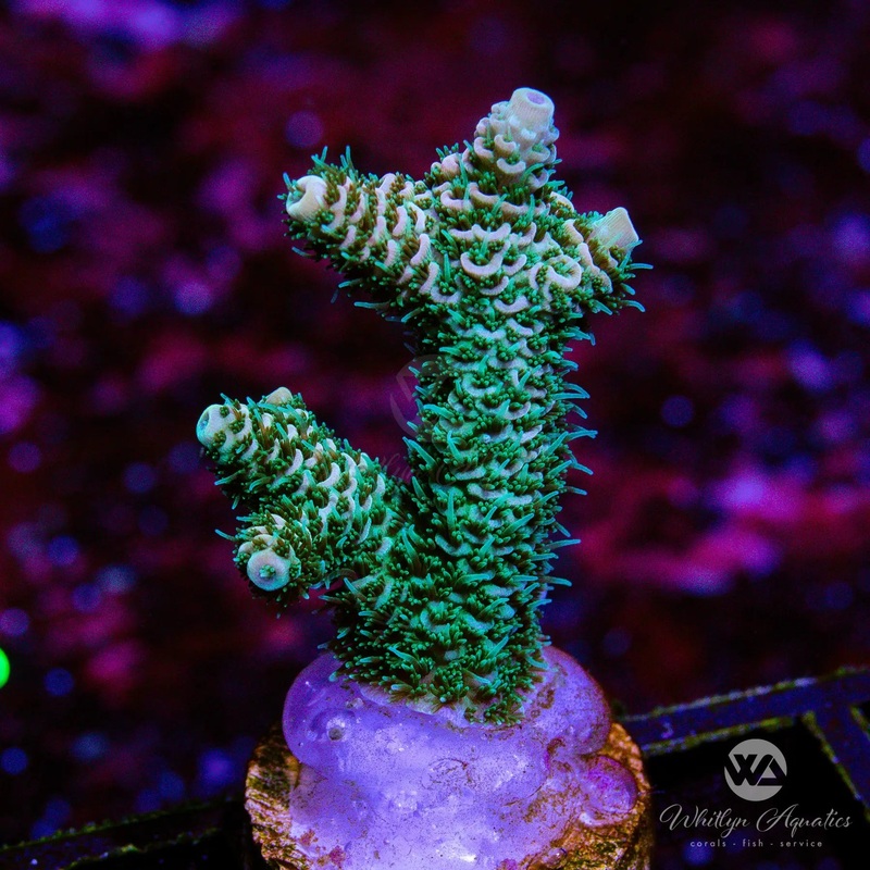 B06 - [NEW RELEASE!] WA Mochi Millepora - WYSIWYG