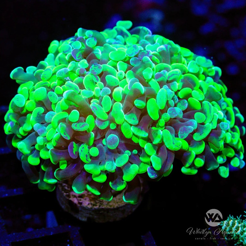 B07 - Splatter Branching Hammer - WYSIWYG